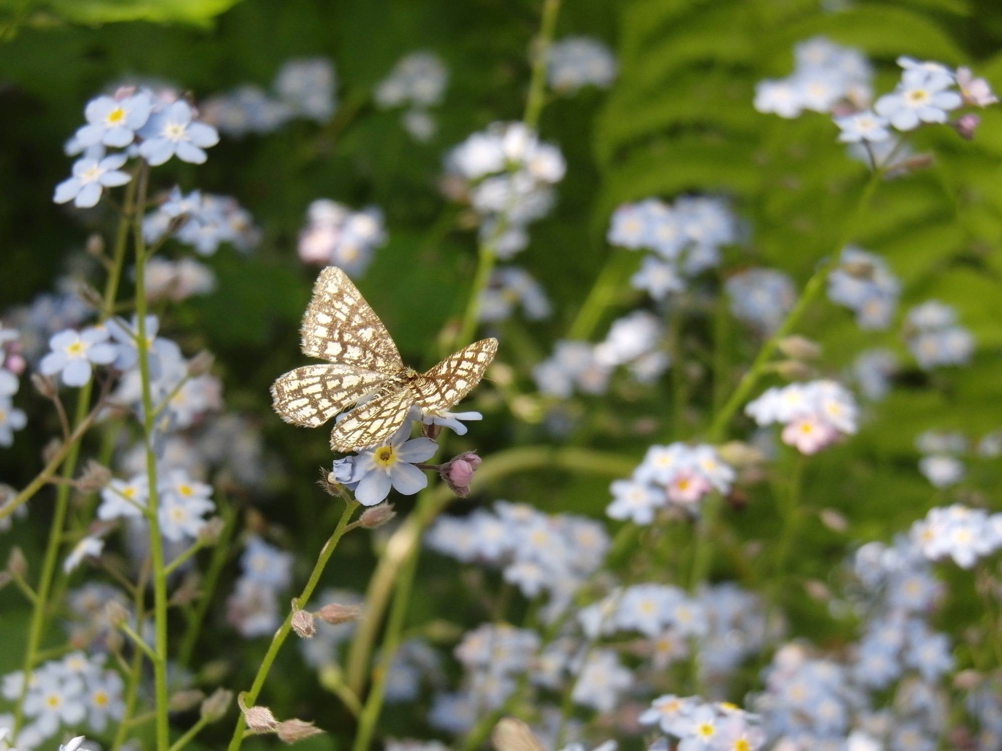 Kobernuß_HolzObjekte_Vase_Eibenholz