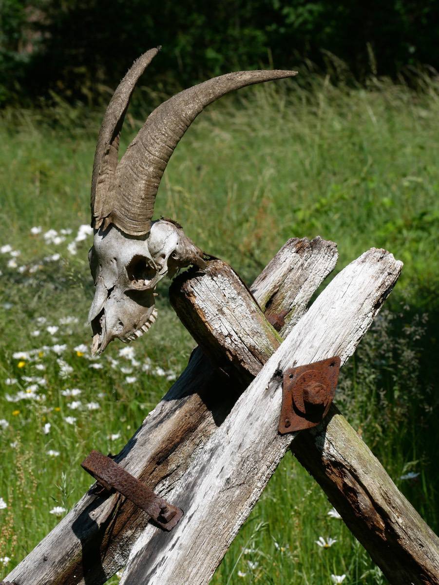 ZiegenschaedelaufDeichsel_ji